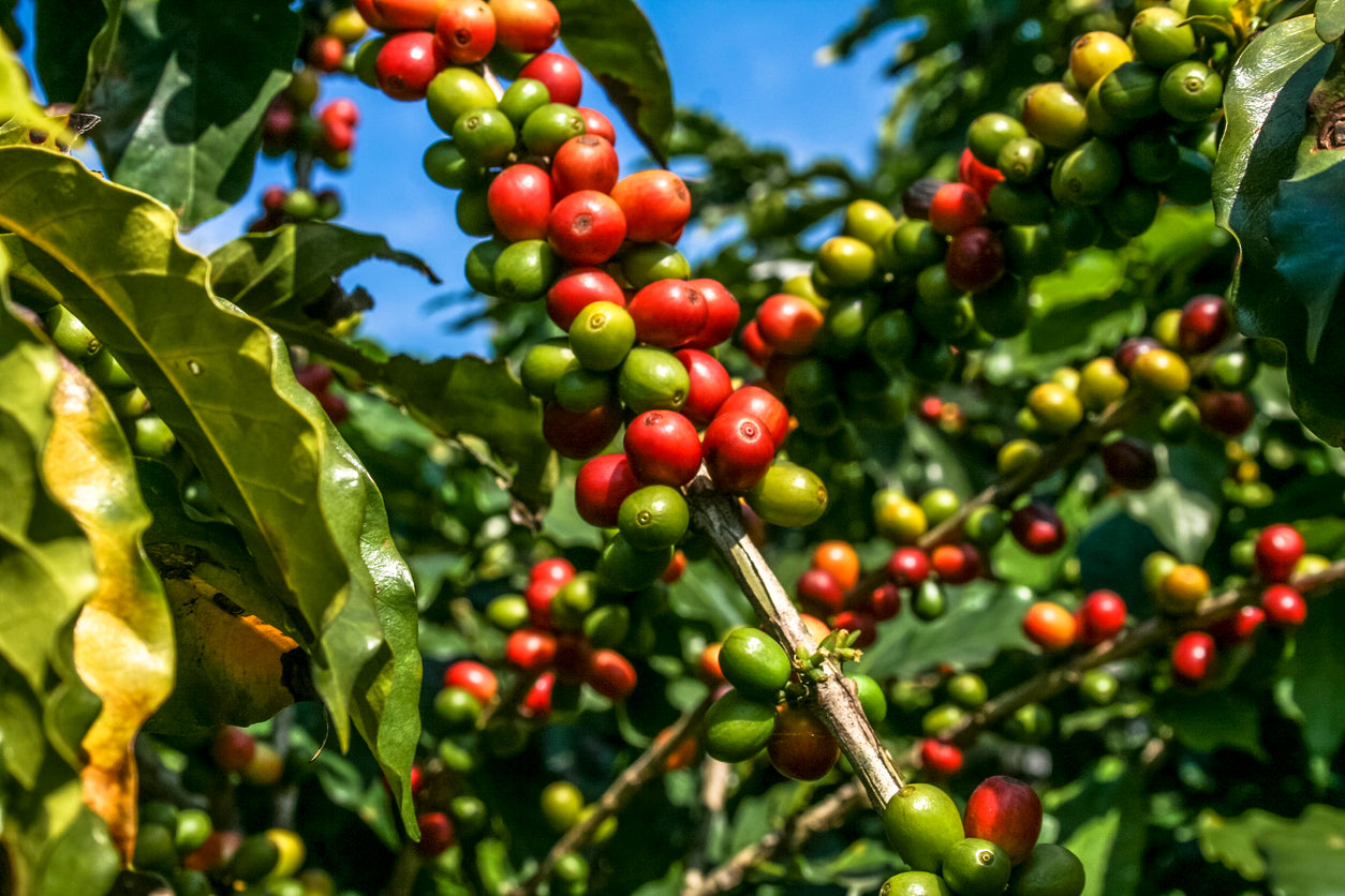 The Journey of a Coffee Bean: From Farm to Cup