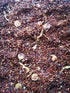 ROOIBOS RED CHAI